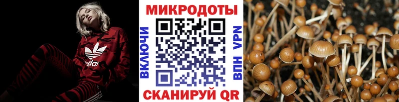 хочу   Шацк  Галлюциногенные грибы Psilocybe 
